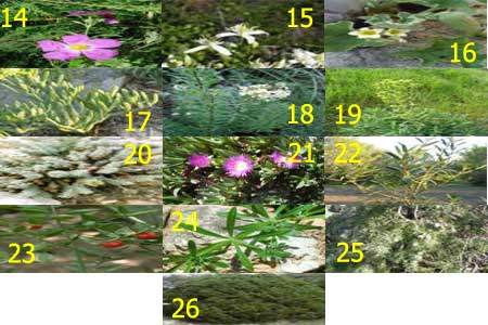 Terrain siliceux et calcaire