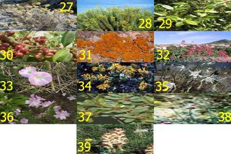 Terrain siliceux et calcaire