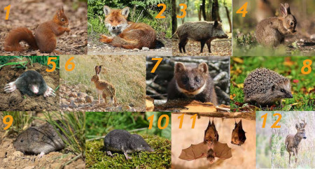 Animaux de Provence, les mammifères