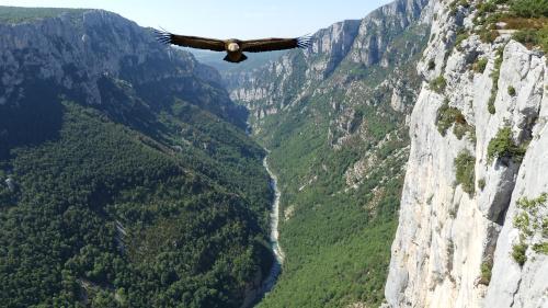 Vautour dans les gorges du Verdon