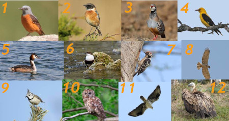 Oiseaux intérieur des terres