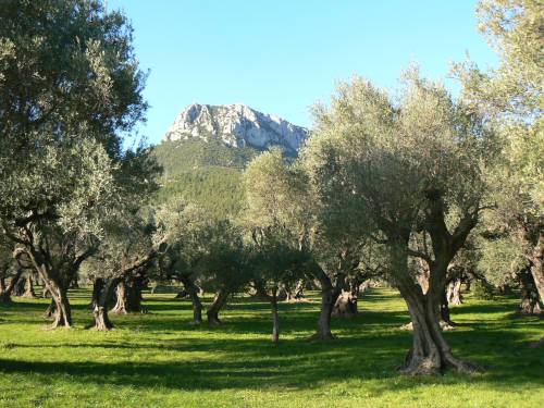 Oliveraie de La Farlède