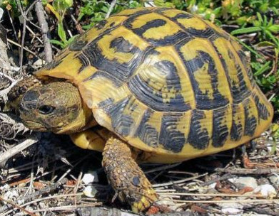 Tortue d'Hermann