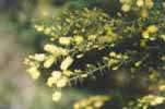 Acacia Verticillata